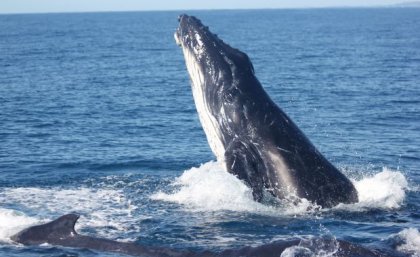 Humpback whales swimming and breaching in waters off Queensland's Sunshine Coast. Image, UQ